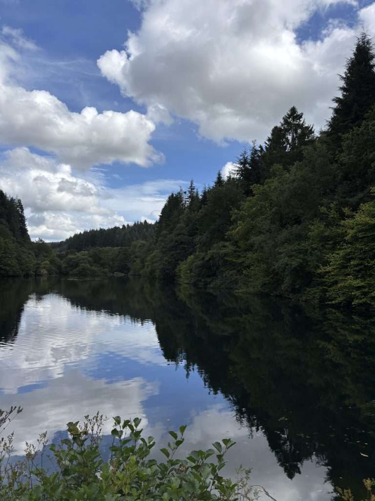 Dalby forest in the north york moors
