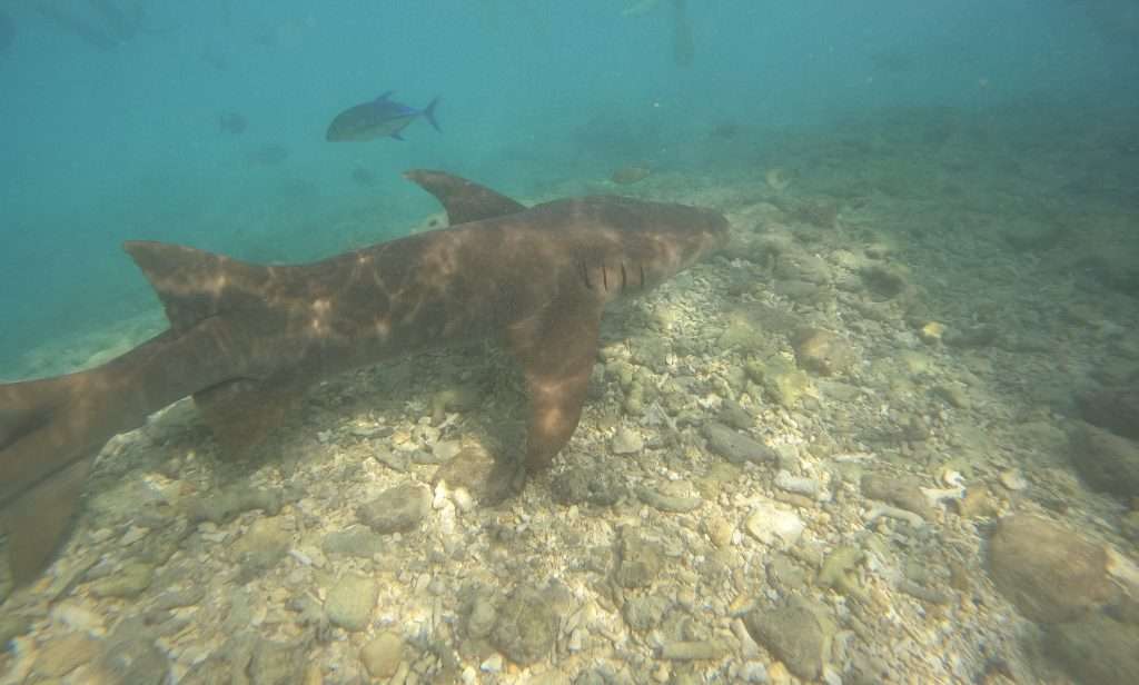 shark in the maldives