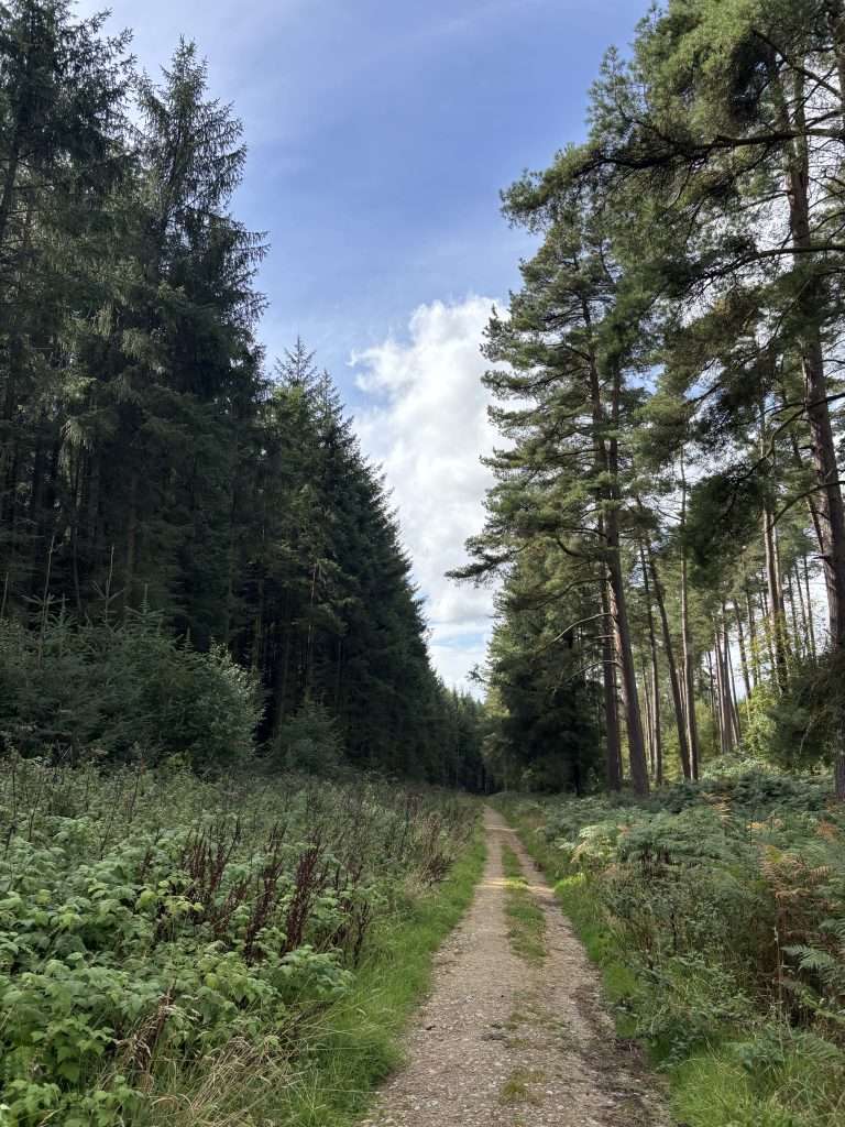 dalby forest in the north york moors